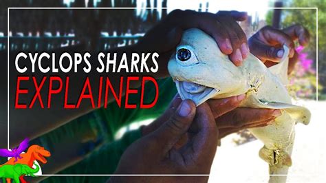 creeptober|Albino Cyclops Baby Shark Caught .